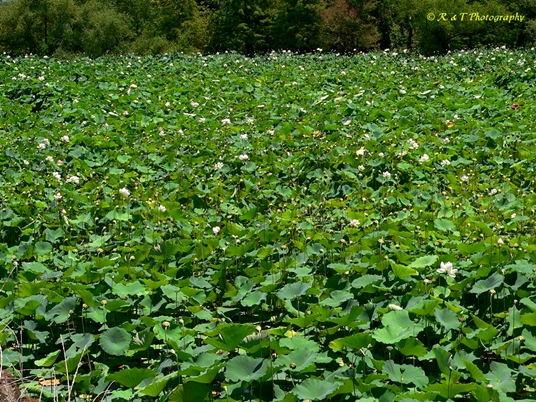 {Nelumbo nucifera}
